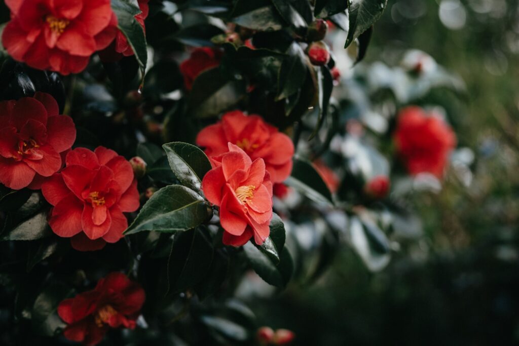 a bush of red flowers with green leaves