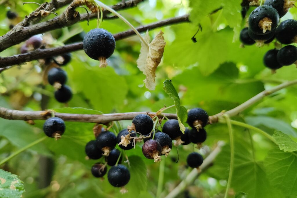 a bunch of berries hanging from a tree