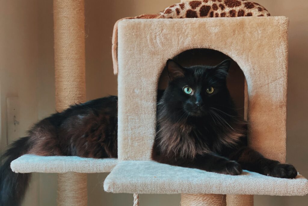 black cat on white cat tree